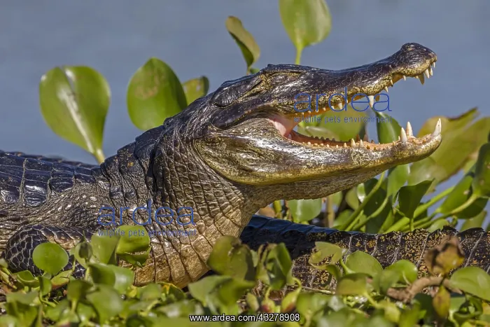 : Yacare Caiman (Caiman yacare) basking with open : Yacare Caiman (Caiman yacare) basking with open