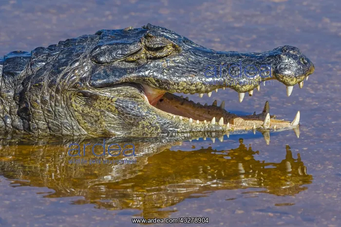 : Yacare Caiman (Caiman yacare) basking in the wa : Yacare Caiman (Caiman yacare) basking in the wa