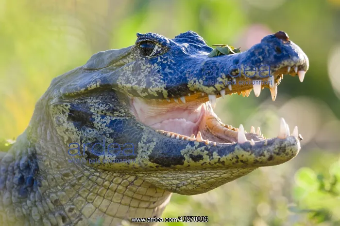 : Yacare Caiman (Caiman yacare) close-up portrait : Yacare Caiman (Caiman yacare) close-up portrait