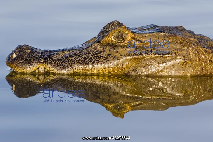 : Yacare Caiman (Caiman yacare) floating in the w : Yacare Caiman (Caiman yacare) floating in the w