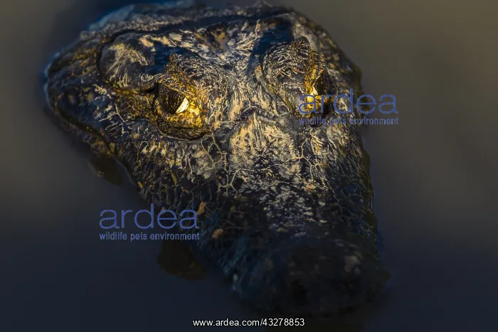 : Yacare Caiman (Caiman yacare) head shot, Brazil : Yacare Caiman (Caiman yacare) head shot, Brazil