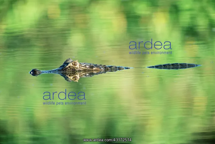 : Yacare caiman (Caiman yacare) with reflection : Yacare caiman (Caiman yacare) with reflection