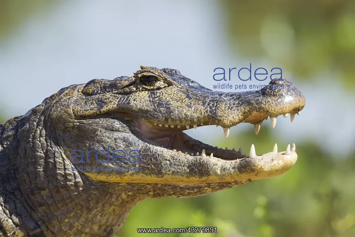 : Yacare Caiman (Caiman yacare), resting on the shore : Yacare Caiman (Caiman yacare), resting on the shore