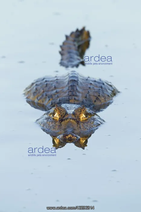  : Yacare Caiman (Caiman yacare), resting in water