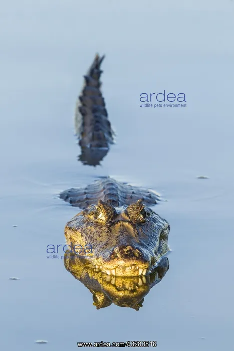  : Yacare Caiman (Caiman yacare), resting in water