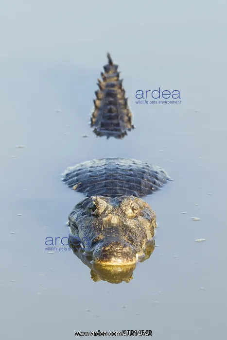 : Yacare Caiman (Caiman yacare), resting in water : Yacare Caiman (Caiman yacare), resting in water