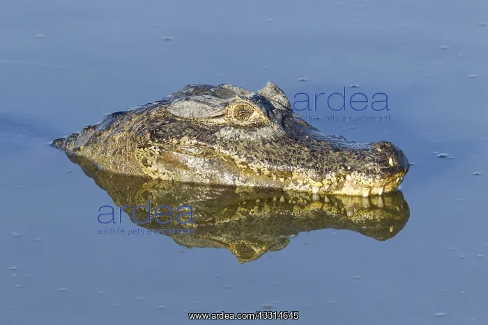 : Yacare Caiman (Caiman yacare), resting in water : Yacare Caiman (Caiman yacare), resting in water