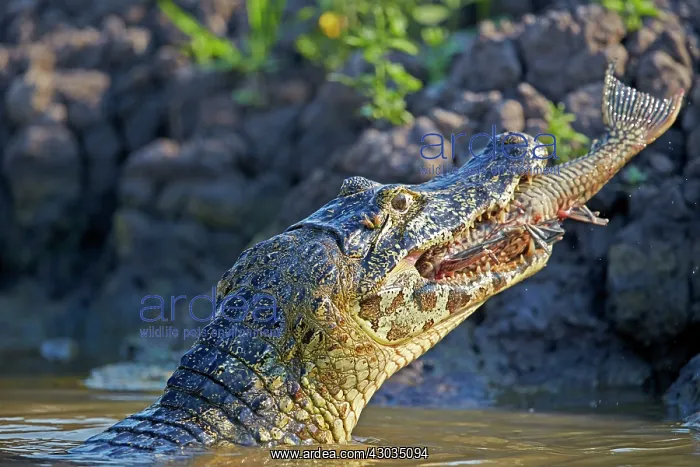 : Yacare Caiman eating a fish Pantanal area Mato Grosso : Yacare Caiman eating a fish Pantanal area Mato Grosso