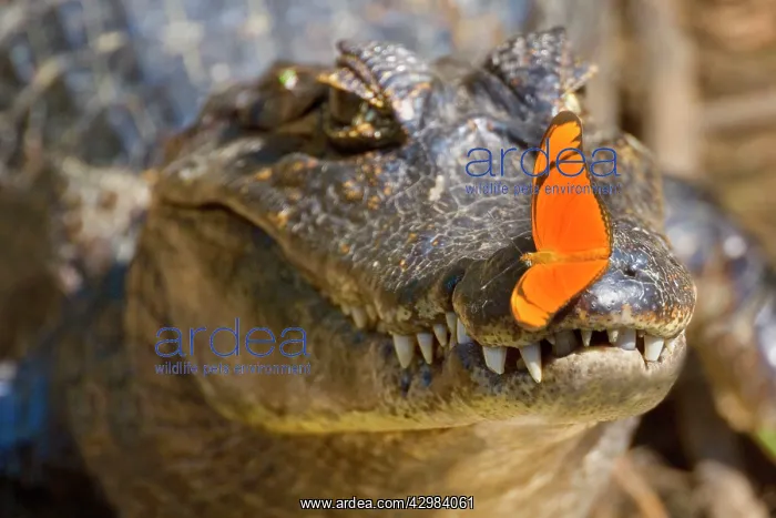 : Yacare Caiman / Jacare Caiman - adult with a bright : Yacare Caiman / Jacare Caiman - adult with a bright