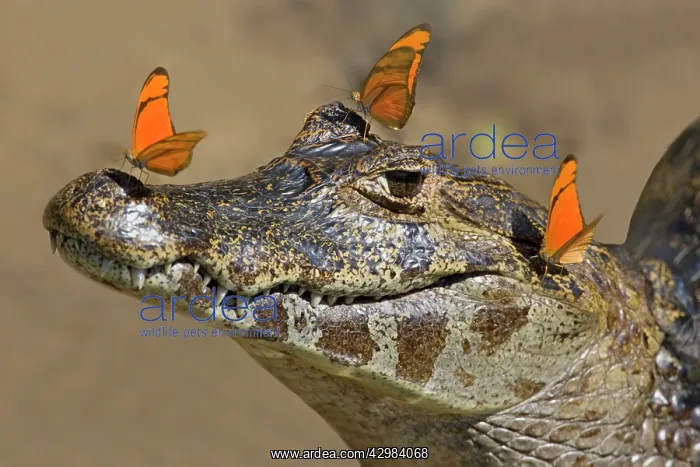 : Yacare Caiman / Jacare Caiman - adult with bright : Yacare Caiman / Jacare Caiman - adult with bright