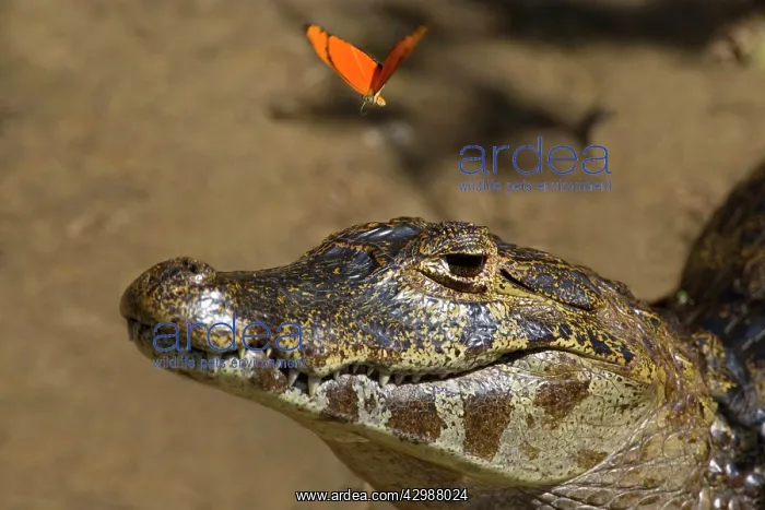 : Yacare Caiman / Jacare Caiman - adult with bright : Yacare Caiman / Jacare Caiman - adult with bright