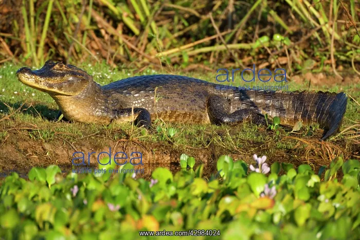 : Yacare Caiman / Jacare Caiman - adult laying on : Yacare Caiman / Jacare Caiman - adult laying on