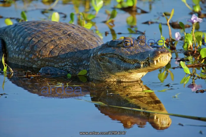  : Yacare Caiman  /  Jacare Caiman - adult laying in