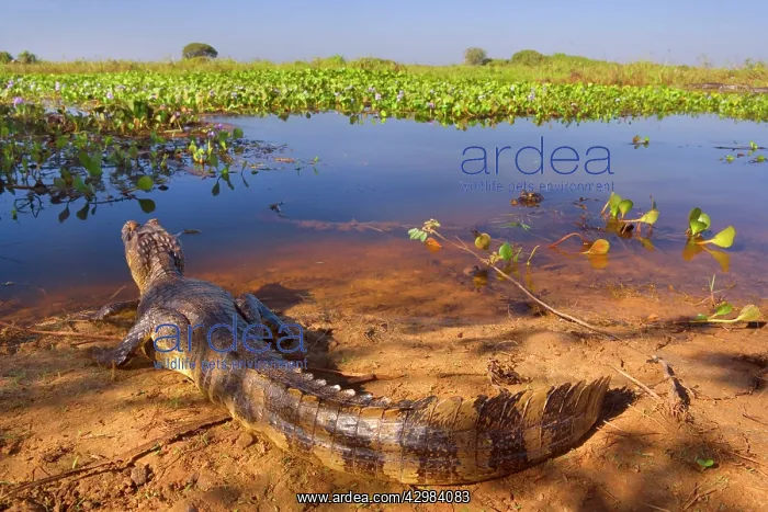 : Yacare Caiman / Jacare Caiman - adult laying on : Yacare Caiman / Jacare Caiman - adult laying on