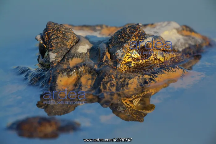 : Yacare Caiman / Jacare Caiman - adult partly submerged : Yacare Caiman / Jacare Caiman - adult partly submerged