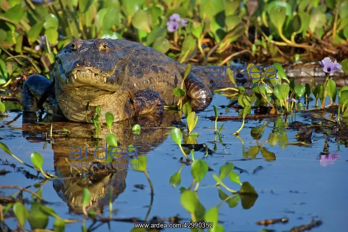: Yacare Caiman / Jacare Caiman - adult resting in : Yacare Caiman / Jacare Caiman - adult resting in
