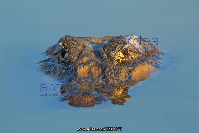 : Yacare Caiman / Jacare Caiman - frontal portrait : Yacare Caiman / Jacare Caiman - frontal portrait