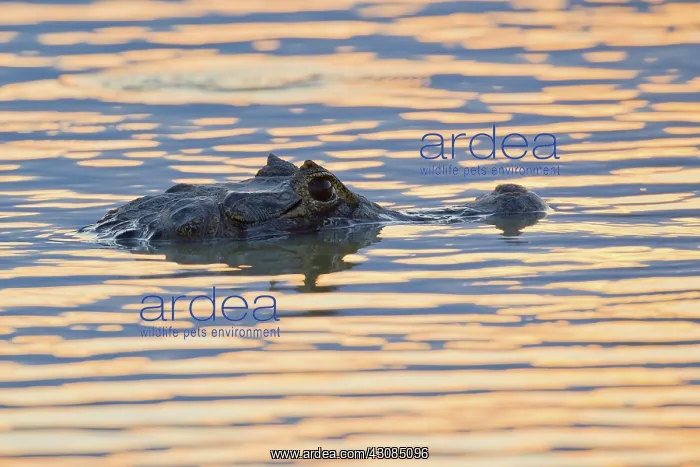 : Yacare caiman or Jacar??oe : Yacare caiman or Jacar??oe