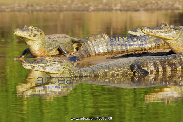 : Yacare caiman or Jacar??oe : Yacare caiman or Jacar??oe