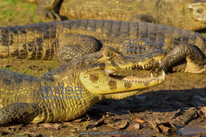 : Yacare caiman or Jacar??oe : Yacare caiman or Jacar??oe