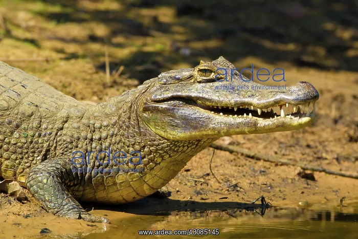 : Yacare caiman or Jacar??oe : Yacare caiman or Jacar??oe