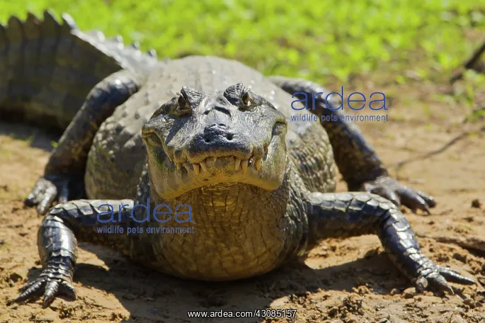 : Yacare caiman or Jacar??oe : Yacare caiman or Jacar??oe