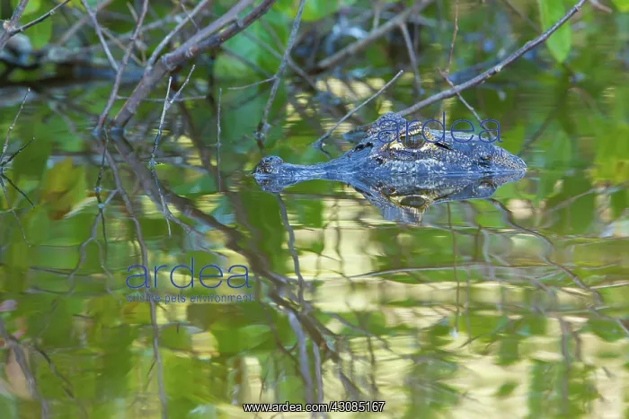 : Yacare caiman or Jacar??oe : Yacare caiman or Jacar??oe