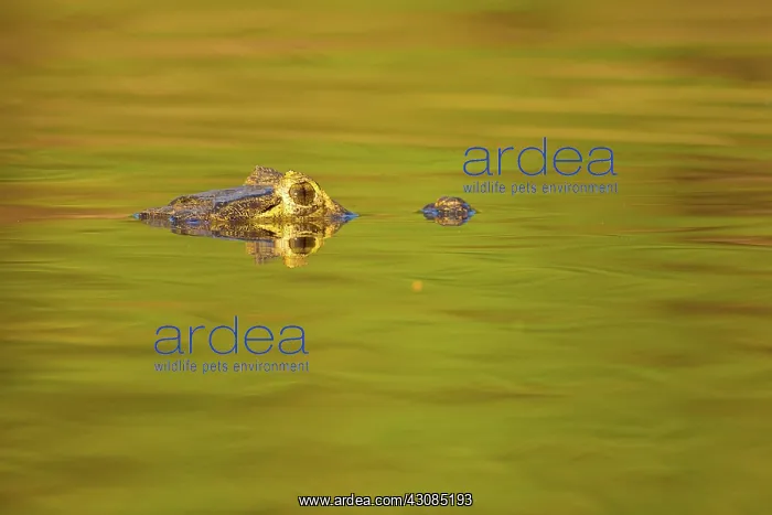 : Yacare caiman or Jacar??oe : Yacare caiman or Jacar??oe
