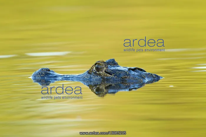 : Yacare caiman or Jacar??oe : Yacare caiman or Jacar??oe