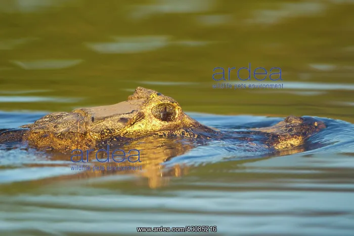 : Yacare caiman or Jacar??oe : Yacare caiman or Jacar??oe
