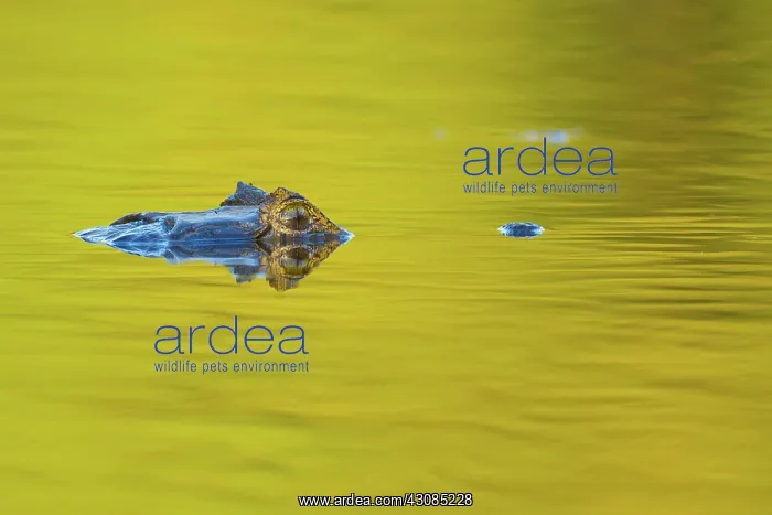 : Yacare caiman or Jacar??oe : Yacare caiman or Jacar??oe
