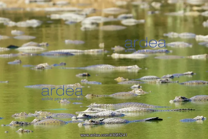  : Yacare caiman or Jacar??oe
