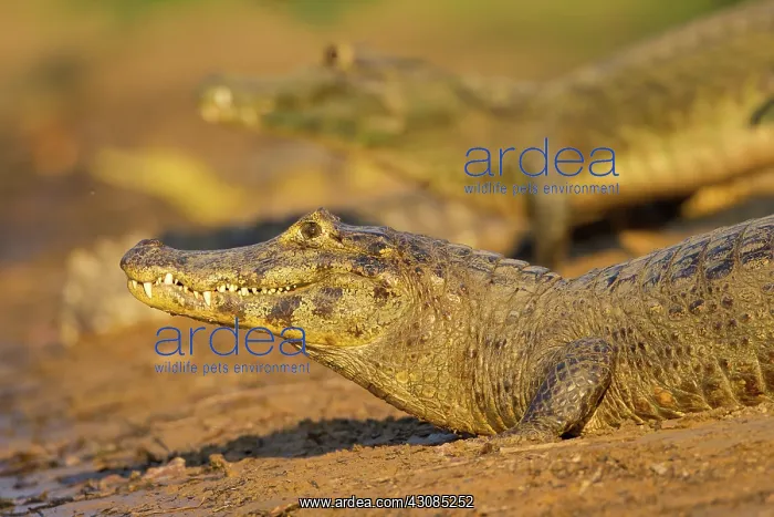 : Yacare caiman or Jacar??oe : Yacare caiman or Jacar??oe