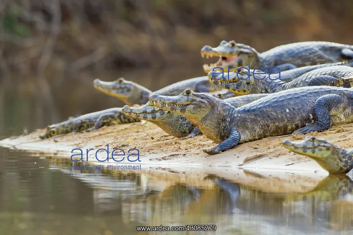 : Yacare caiman or Jacar??oe : Yacare caiman or Jacar??oe