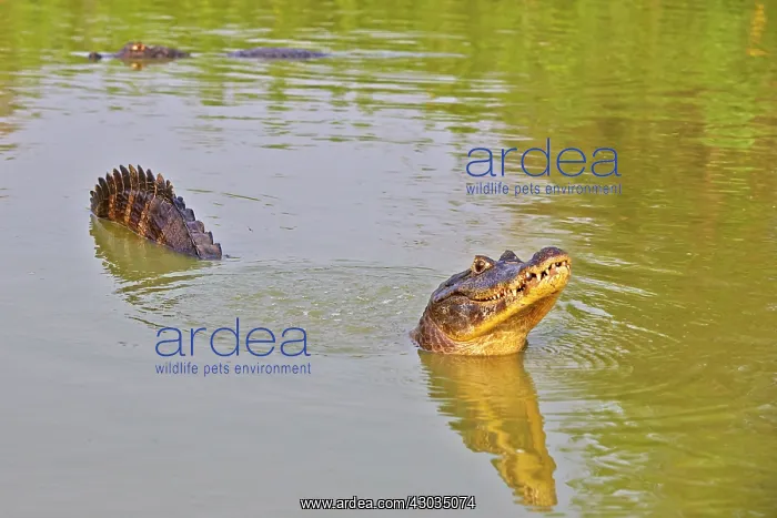 : Yacare Caiman marking his territory by making sounds : Yacare Caiman marking his territory by making sounds