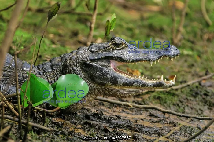 : Yacare Caiman / Red Caiman / Piranha Caiman / Southern : Yacare Caiman / Red Caiman / Piranha Caiman / Southern