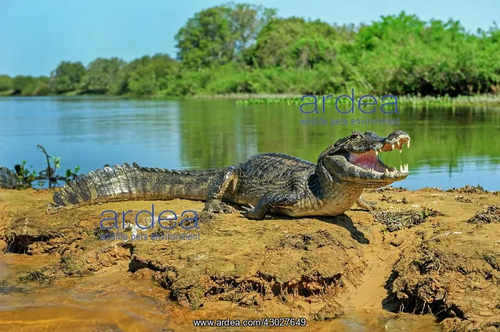 : Yacare Caiman / Red Caiman / Piranha Caiman / Southern : Yacare Caiman / Red Caiman / Piranha Caiman / Southern