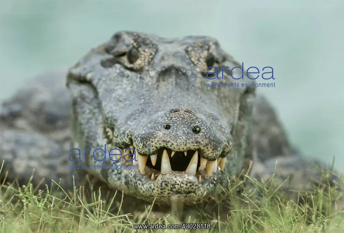 : Yacare Caiman / Red Caiman / Piranha Caiman / Southern : Yacare Caiman / Red Caiman / Piranha Caiman / Southern