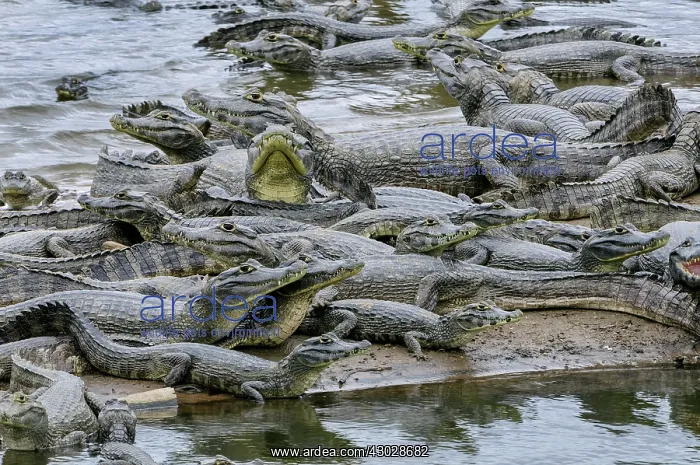 : Yacare Caiman / Red Caiman / Piranha Caiman / Southern : Yacare Caiman / Red Caiman / Piranha Caiman / Southern