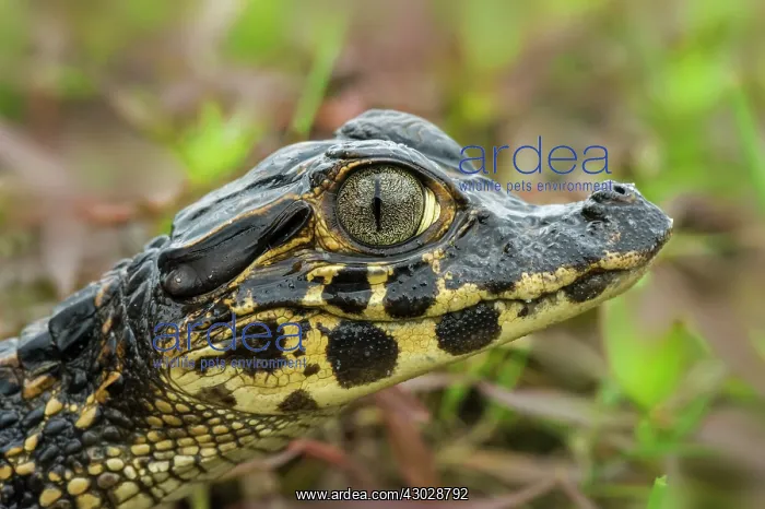 : Yacare Caiman / Red Caiman / Piranha Caiman / Southern : Yacare Caiman / Red Caiman / Piranha Caiman / Southern