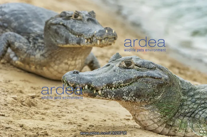 : Yacare Caiman / Red Caiman / Piranha Caiman / Southern : Yacare Caiman / Red Caiman / Piranha Caiman / Southern