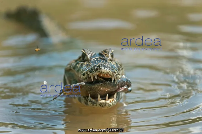 : Yacare Caiman / Red Caiman / Piranha Caiman / Southern : Yacare Caiman / Red Caiman / Piranha Caiman / Southern