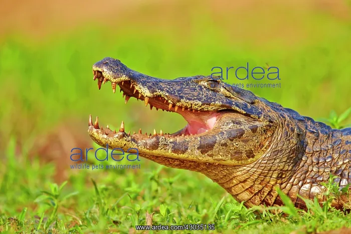 : Yacare Caiman resting on the bank of the river mouth : Yacare Caiman resting on the bank of the river mouth