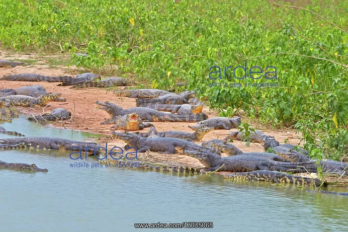 : Yacare Caiman resting on the bank of the river Pantanal : Yacare Caiman resting on the bank of the river Pantanal