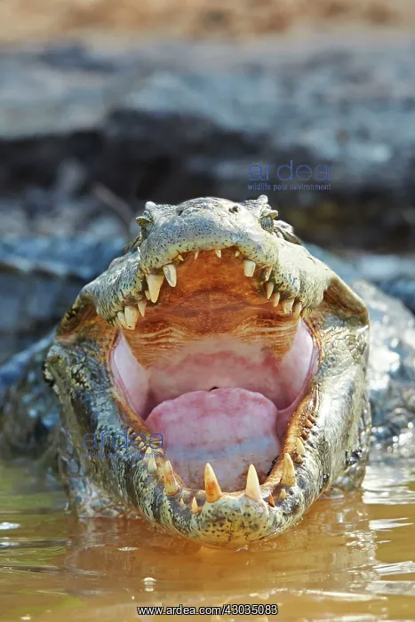: Yacare Caiman resting on the bank of the river Pantanal : Yacare Caiman resting on the bank of the river Pantanal
