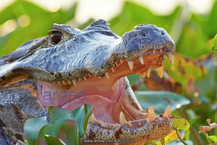 : Yacare Caiman resting on the bank of the river Pantanal : Yacare Caiman resting on the bank of the river Pantanal