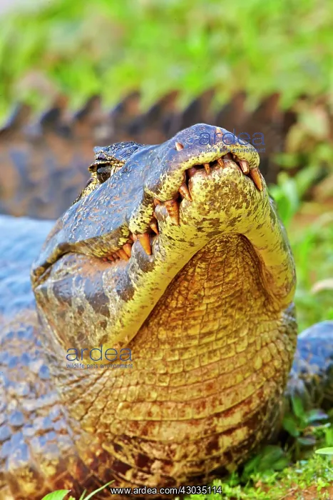  : Yacare Caiman resting on the bank of the river Pantanal