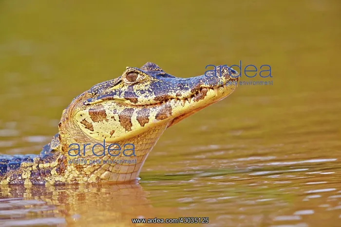 : Yacare Caiman resting on the bank of the river Pantanal : Yacare Caiman resting on the bank of the river Pantanal