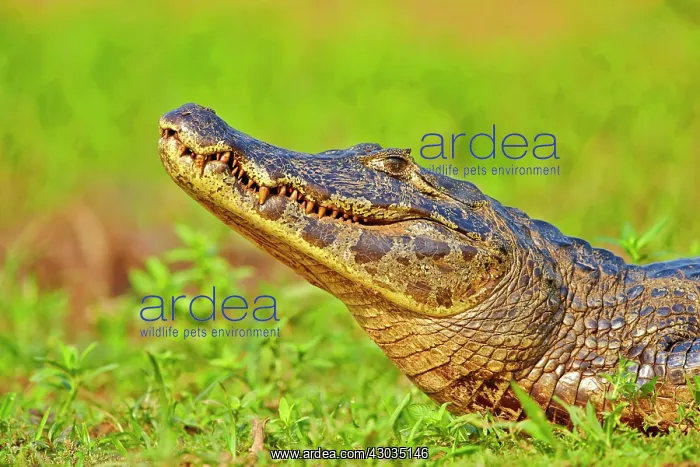 : Yacare Caiman resting on the bank of the river Pantanal : Yacare Caiman resting on the bank of the river Pantanal