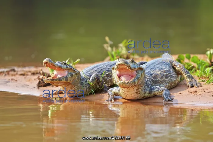 : Yacare Caiman resting on the bank of the river Pantanal : Yacare Caiman resting on the bank of the river Pantanal